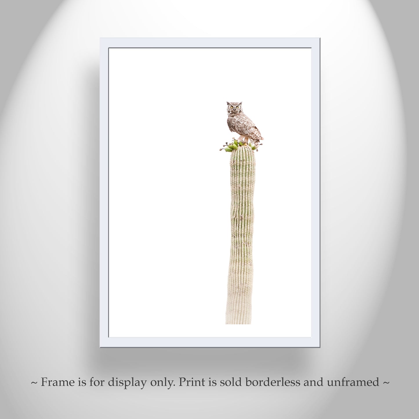 Owl Bird on Saguaro Cactus as Minimalist Desert Decor