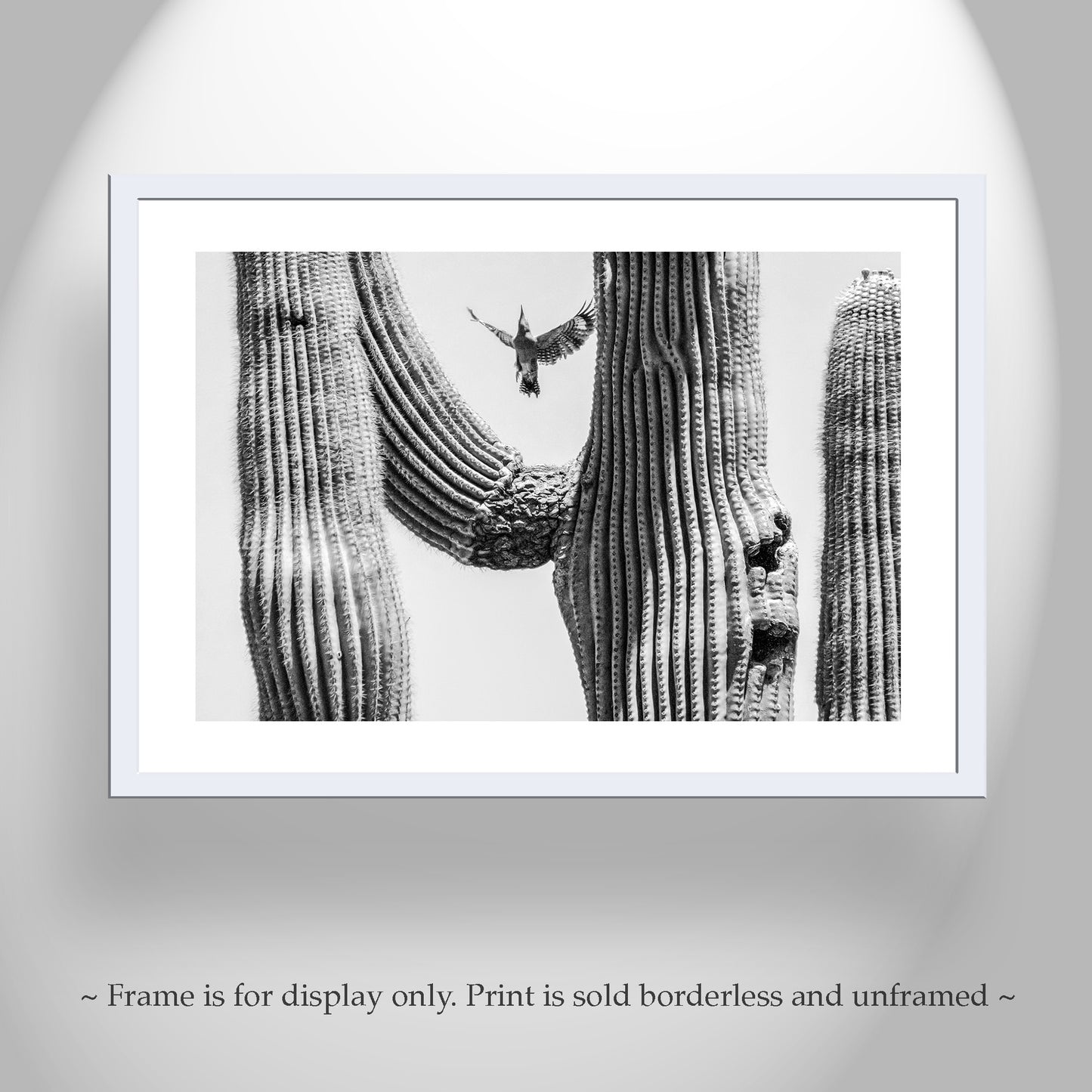 Arizona Woodpecker Bird Art Print with Desert Cactus in Black and White