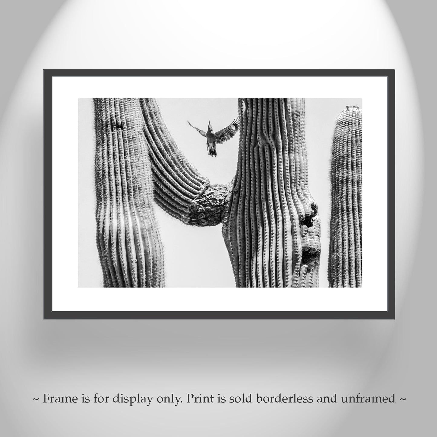 Arizona Woodpecker Bird Art Print with Desert Cactus in Black and White