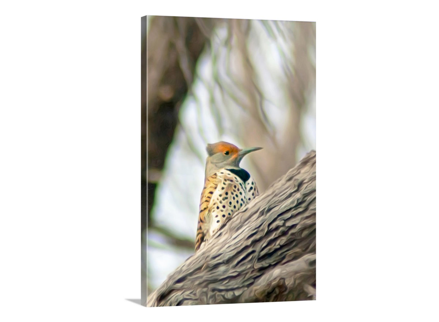 Flicker Bird Wall Art in Woodlands Avian Nature Art