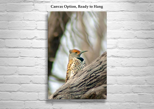 Gilded Flicker Bird Wall Art - Woodlands Avian Nature Print