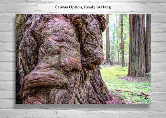 Redwood Burl Forest Photography Wall Art Print | Northern California