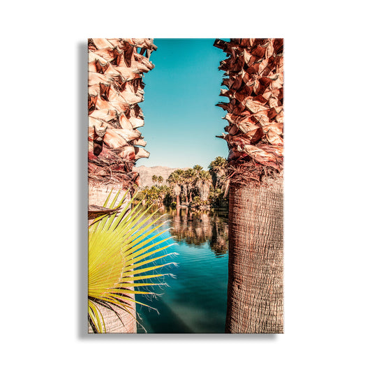 Tropical scene with palm trees and a clear blue sky. Tucson Arizona Desert Oasis Photograph at Agua Caliente Park