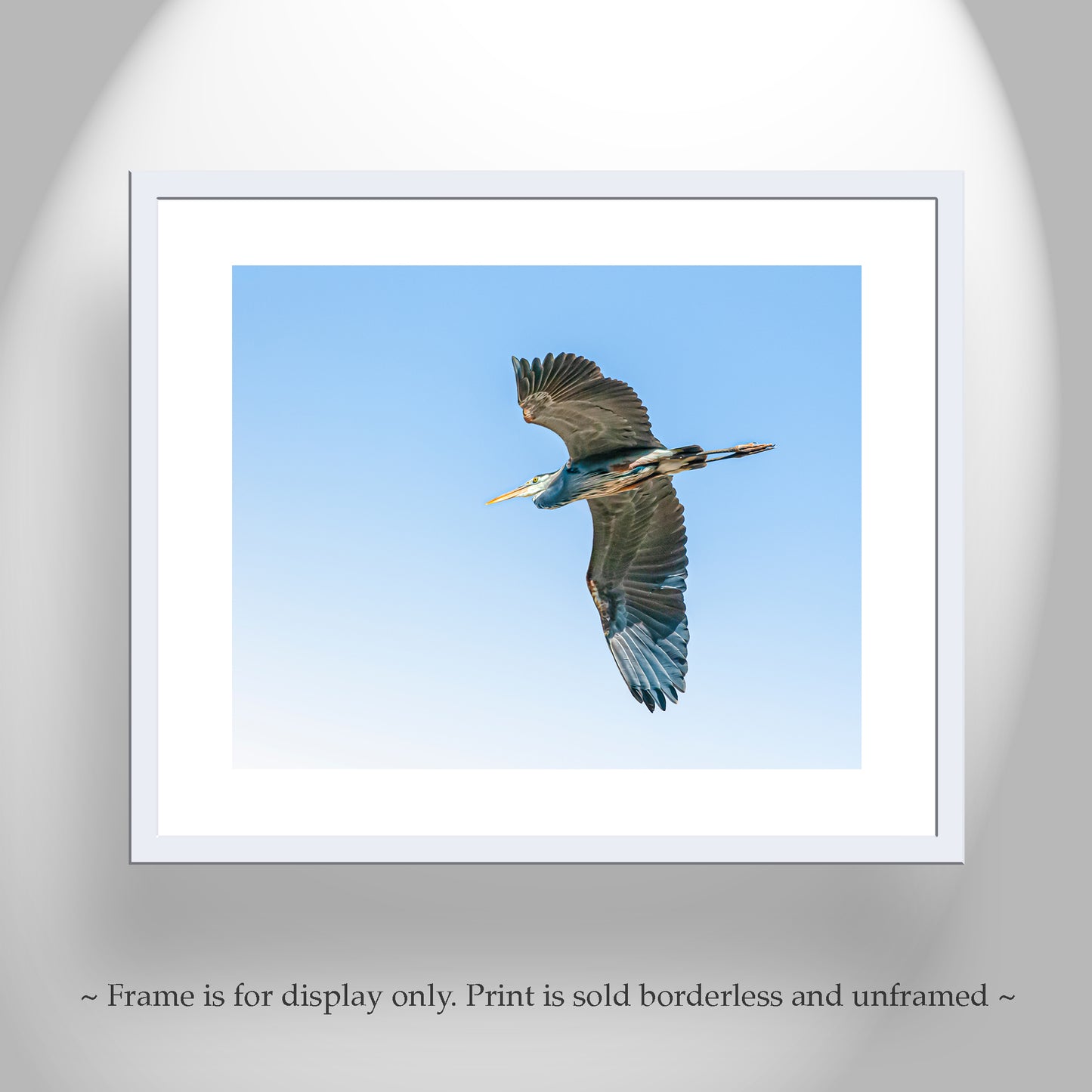 Blue Heron Flying Bird Photo Art Print as Minimalist Wildlife Decor