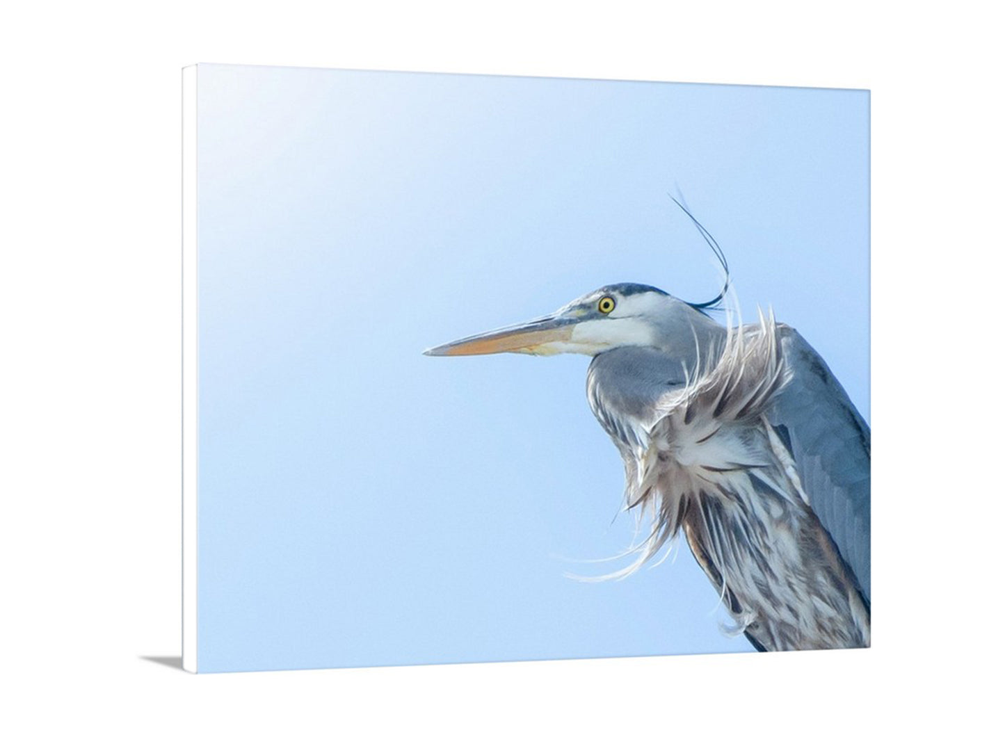 Blue Heron Bird Photography as Avian Artwork | San Francisco Bay Birds