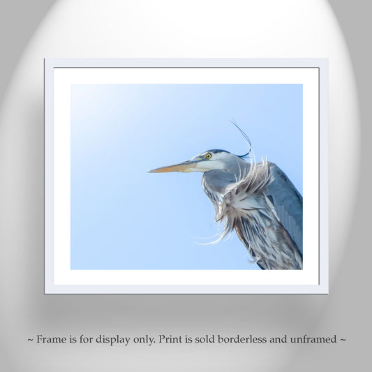 Blue Heron Bird Photography | San Francisco Bay Avian Wall Art
