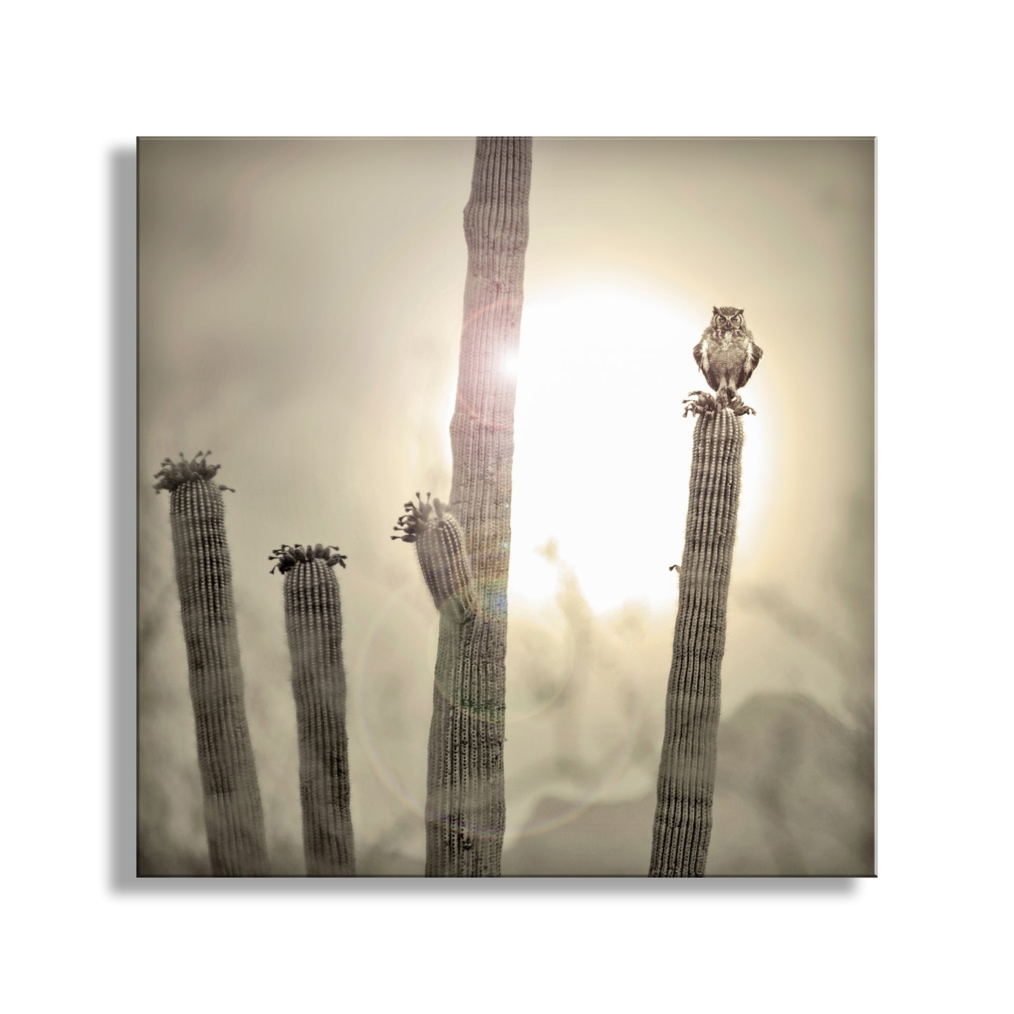 Great Horned Owl Art Print with Sonoran Desert Saguaro Cactus Sunset | Tucson Arizona Ironwood Forest Landscape Photo