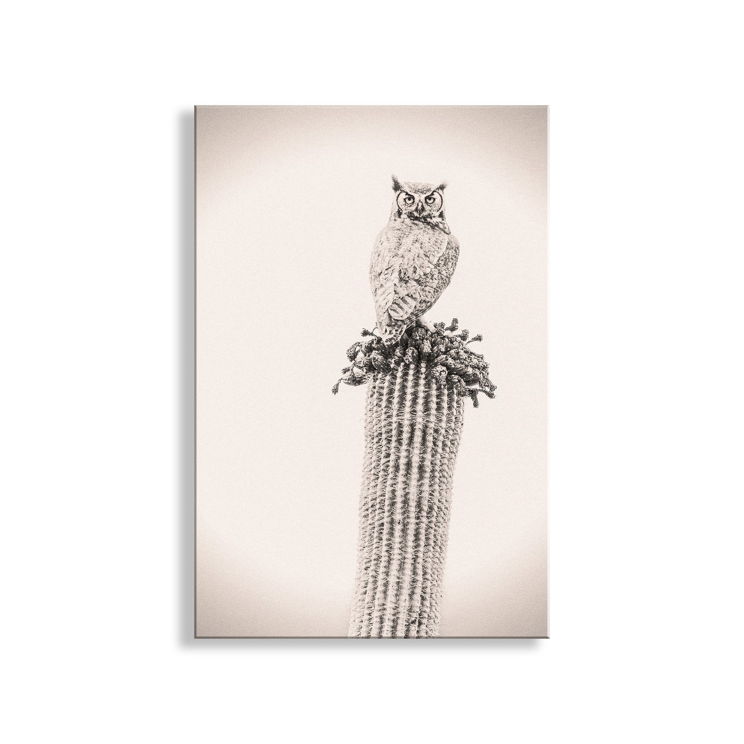 Owl Bird Artwork on Desert Cactus as Southwestern Wall Decor