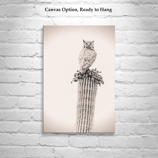Owl Bird Photograph on Desert Cactus as Southwestern Wall Decor