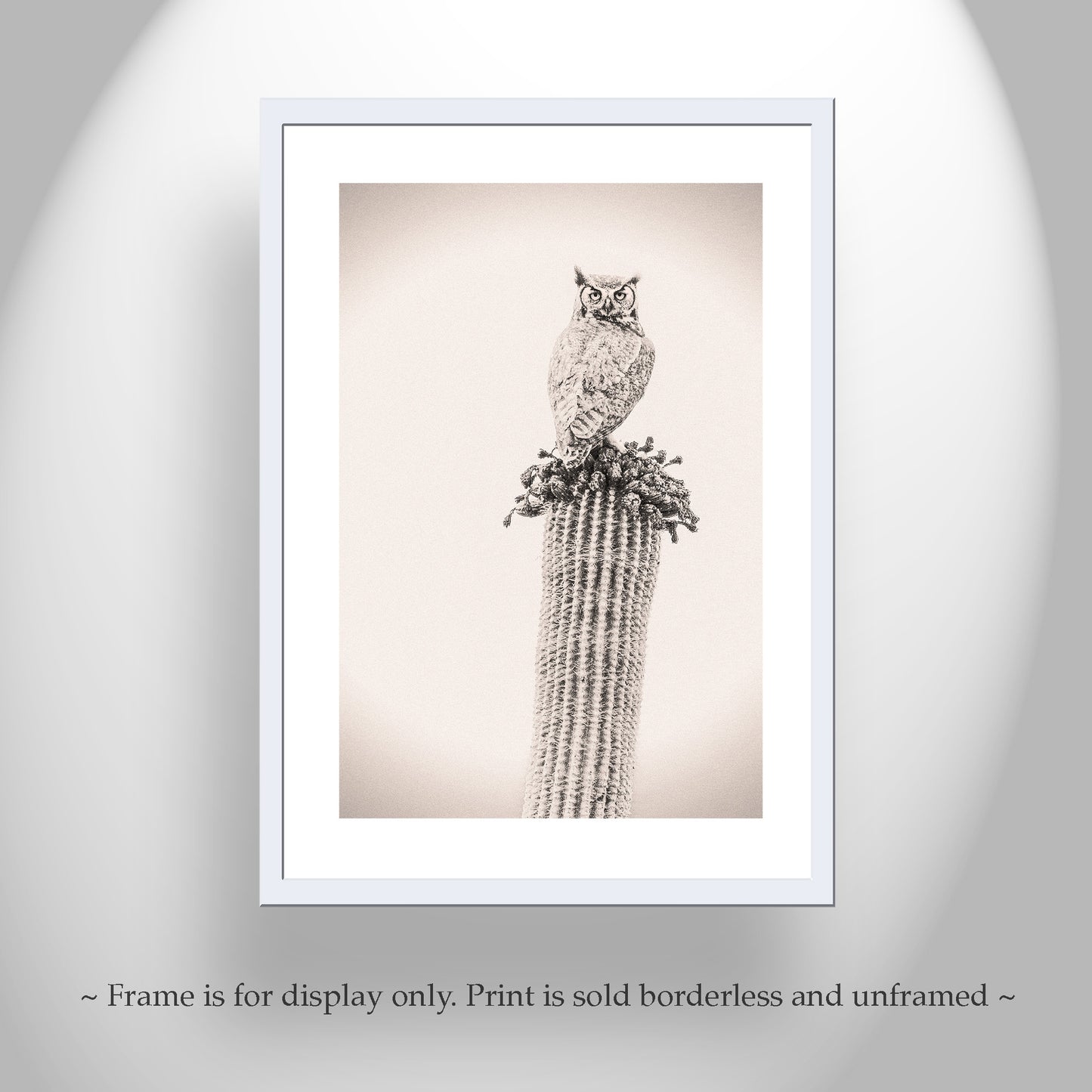 Owl Bird Artwork on Desert Cactus as Southwestern Wall Decor