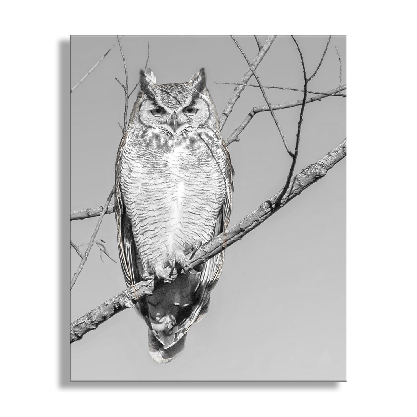Great Horned Owl Art Print in Black and White | Arivaca Cienega Arizona