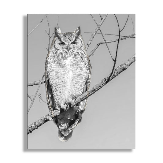 A black and white image of an owl perched on a branch. Great Horned Owl Art | Black & White Arivaca Arizona Bird Print