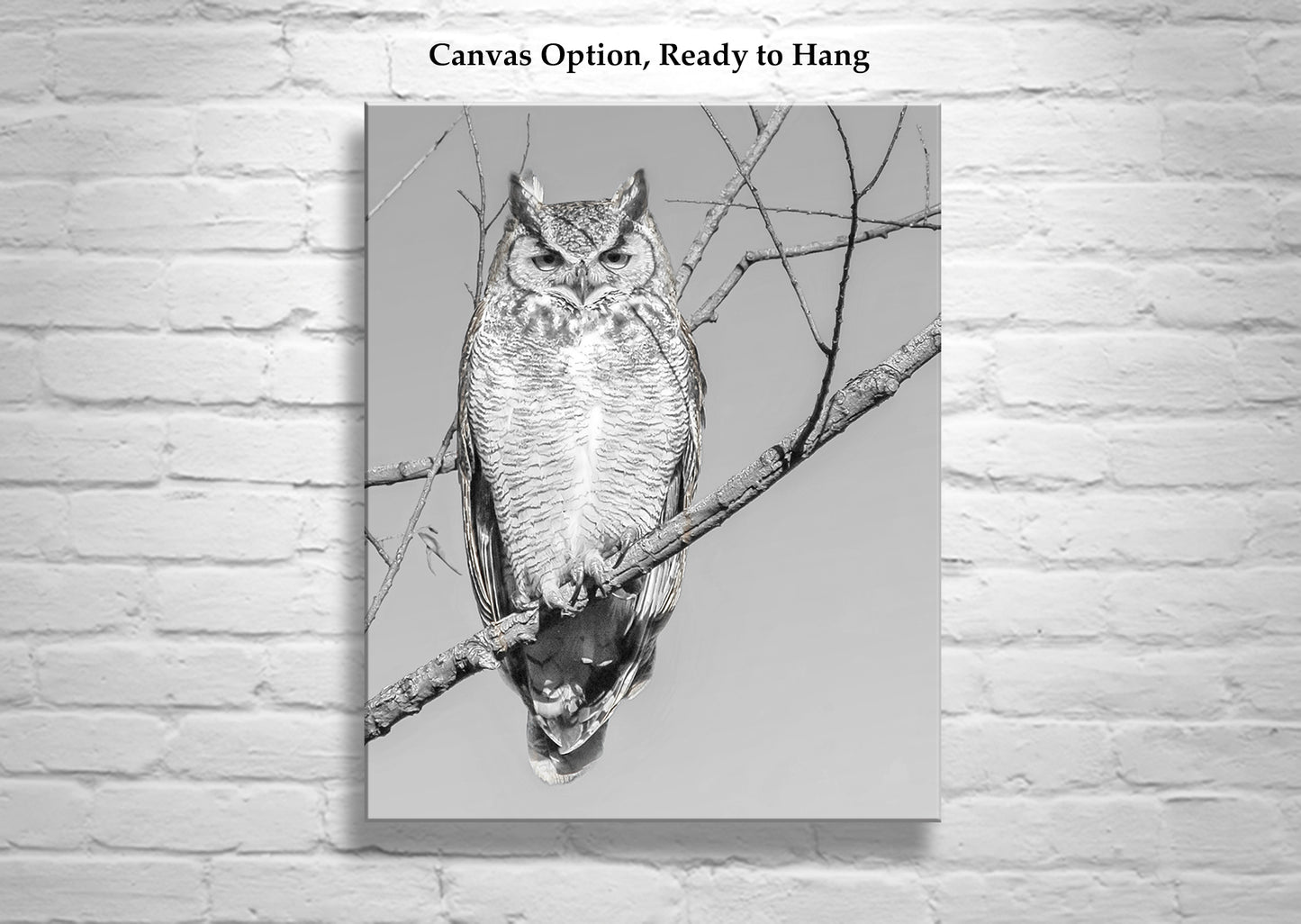 Great Horned Owl Art Print in Black and White | Arivaca Cienega Arizona