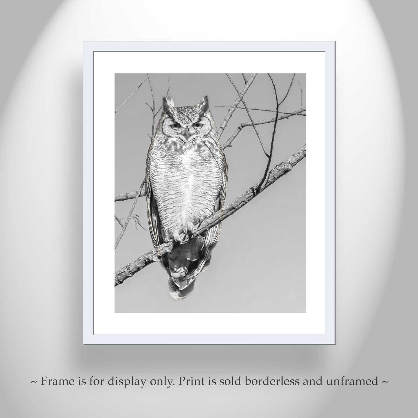 Great Horned Owl Art Print in Black and White | Arivaca Cienega Arizona