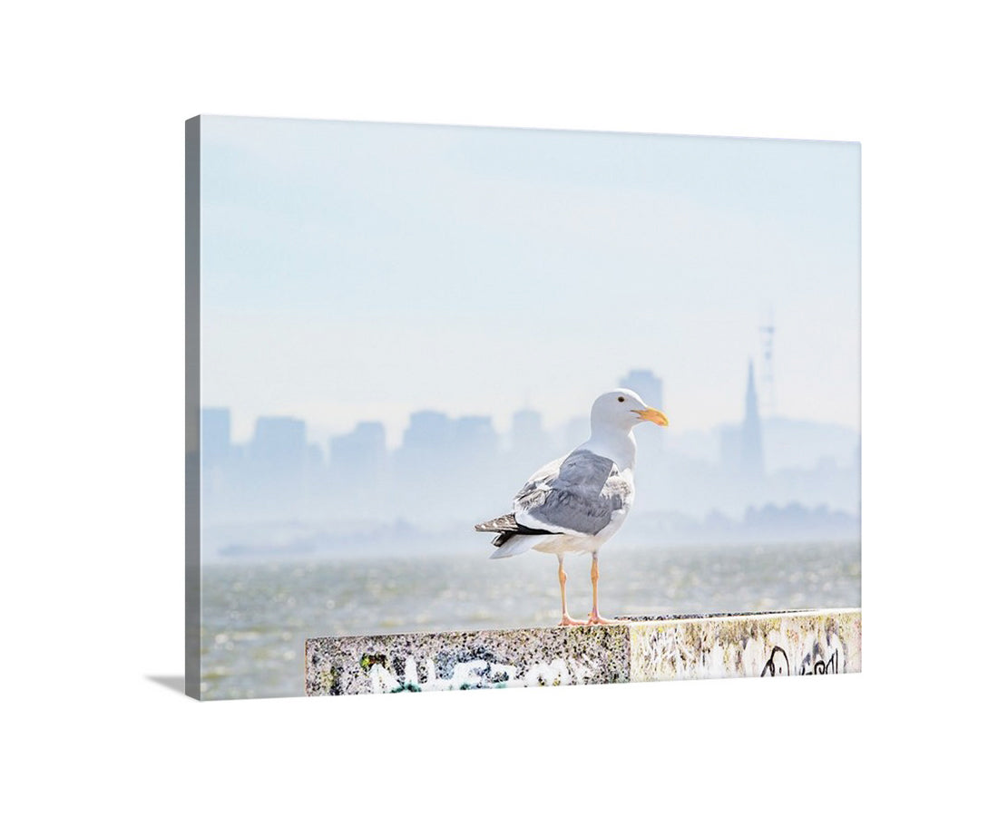 San Francisco Bay Picture with Sutro Tower and Seagull Bird