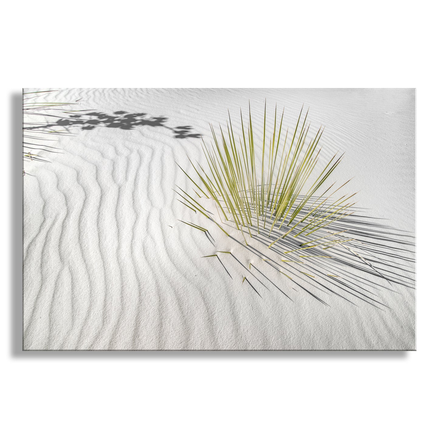 Desert Agave Framed Art for Sale with White Sand Dune in New Mexico USA
