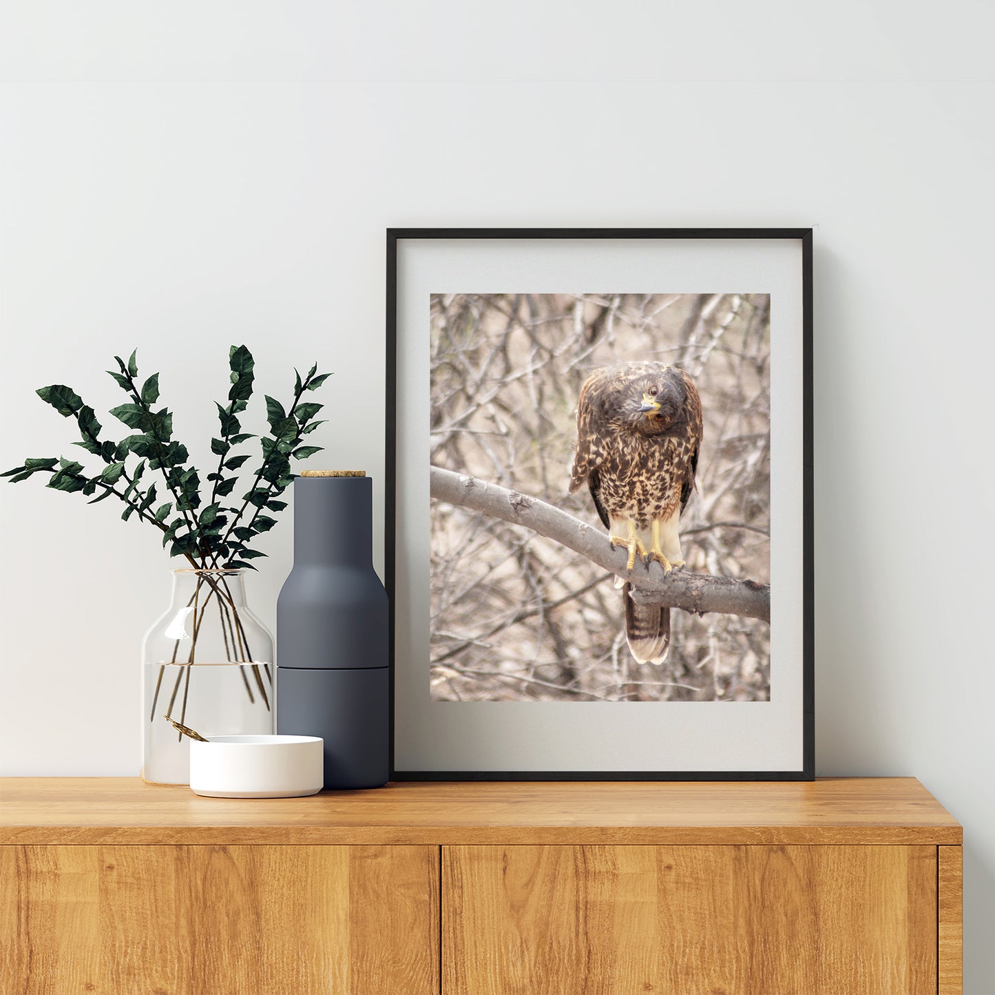 Harris Hawk Art Print as Arizona Bird Photography