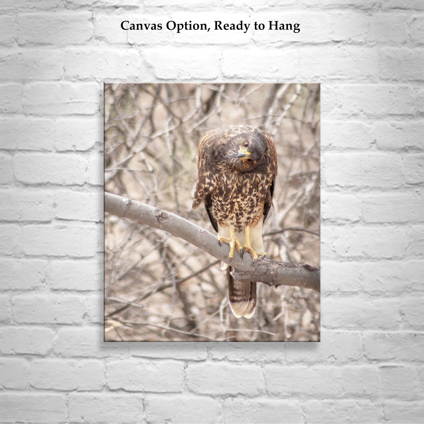 Harris Hawk Art Print as Arizona Bird Photography