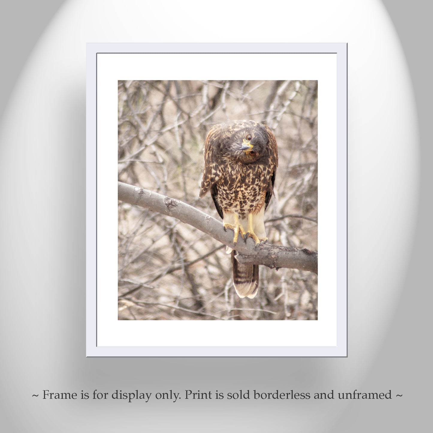 Harris Hawk Art Print as Arizona Bird Photography
