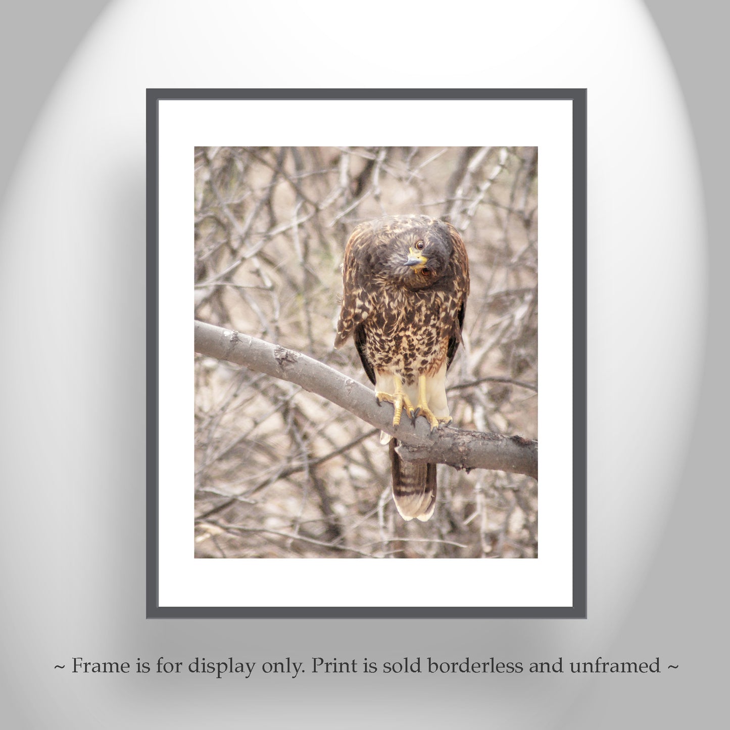 Harris Hawk Art Print as Arizona Bird Photography