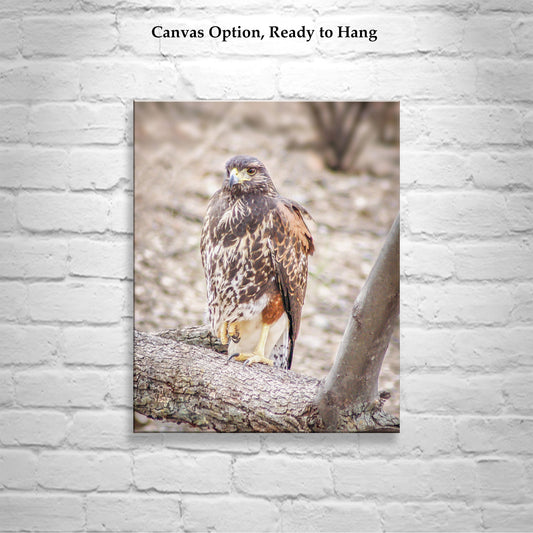 Harris Hawk Art | Arizona Desert Bird Photography Wall Print