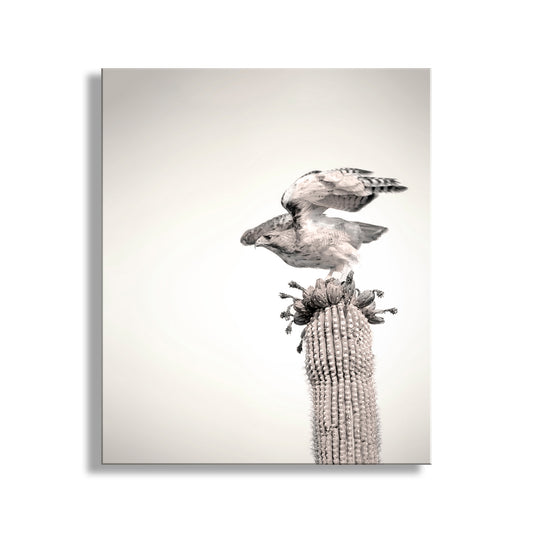 A bird perched on a cactus, with its wings spread wide, against a plain background. Desert Hawk on Saguaro Cactus - Arizona Bird Wall Art Print