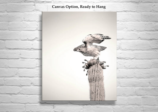 Desert Hawk on Saguaro Cactus - Arizona Bird Wall Art Print