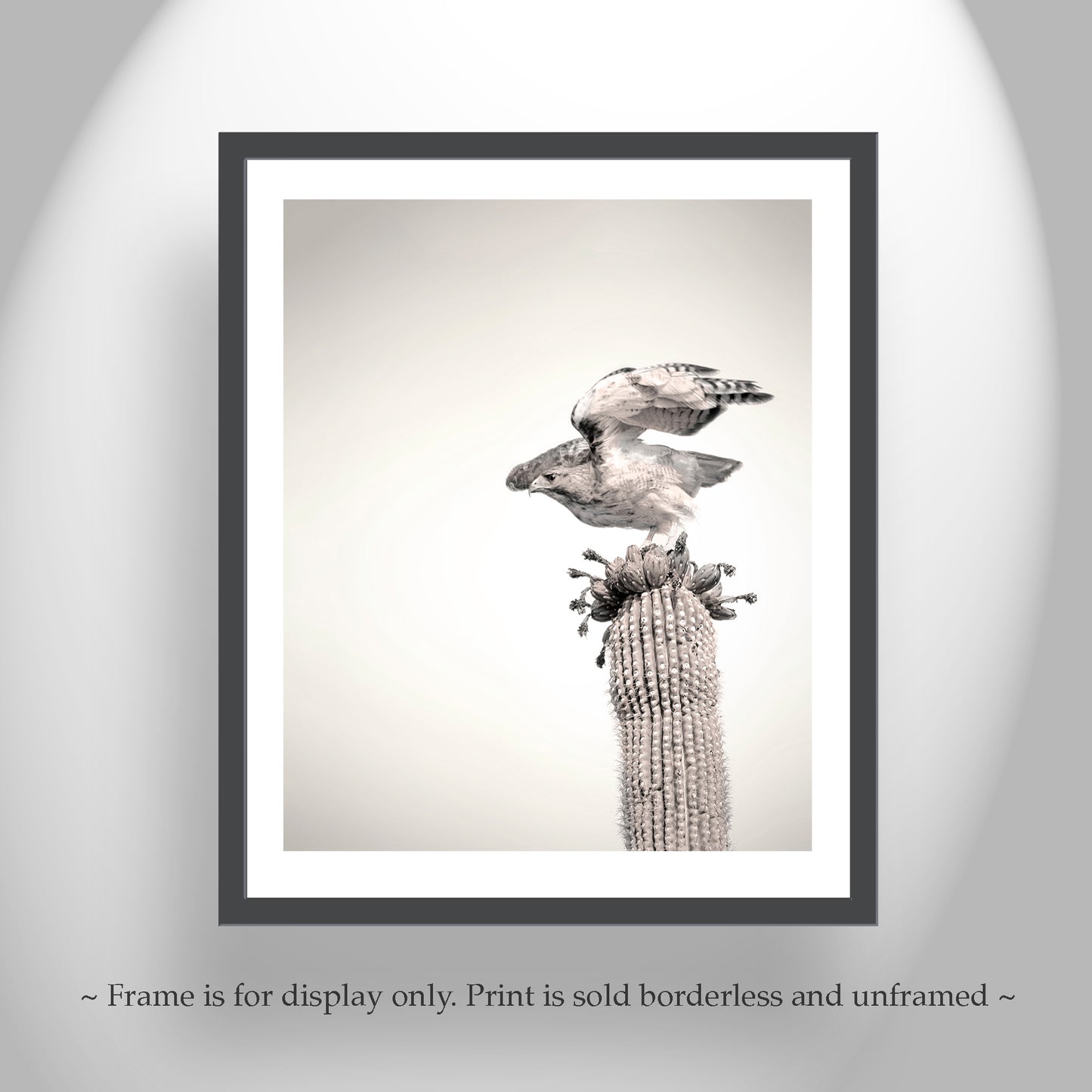 Desert Hawk Bird Photo Print as Wall Decor for Home