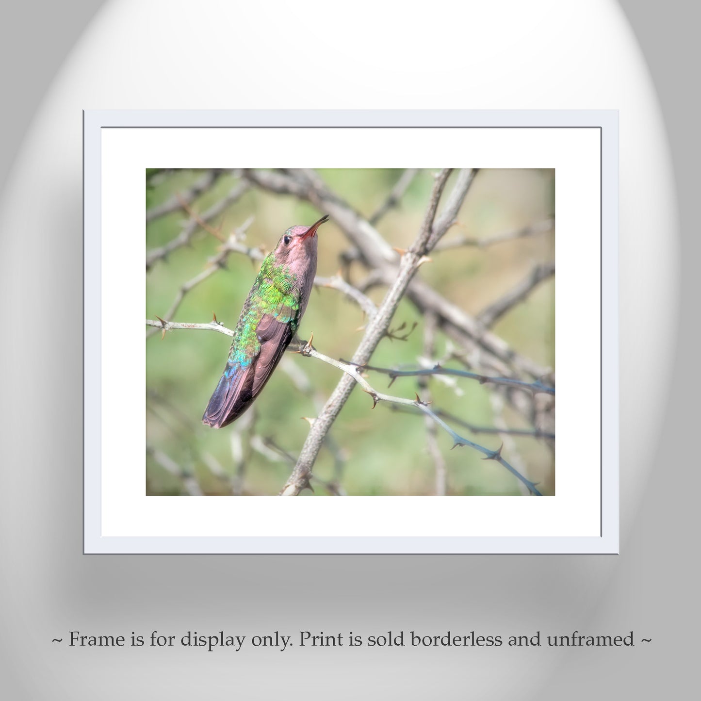 Hummingbird Photo as Bird Decor Print for Home at Tucson