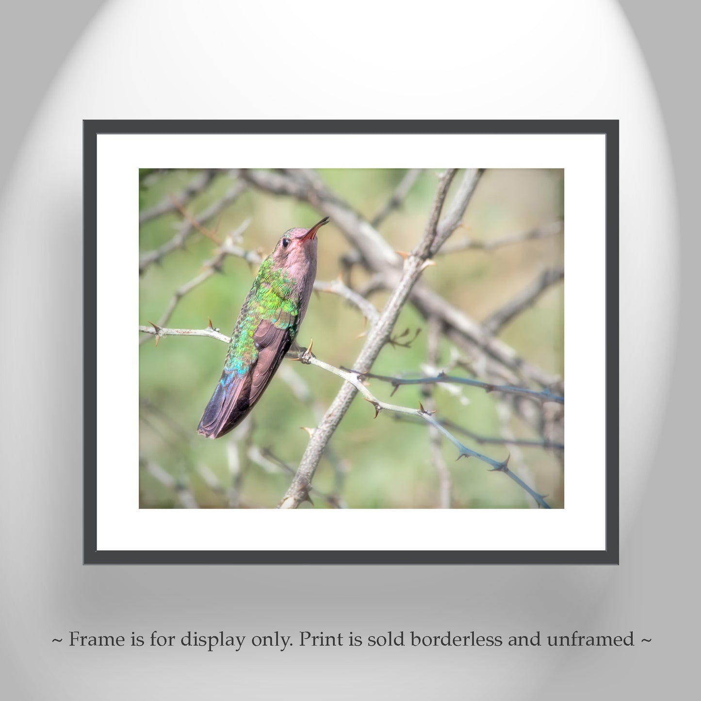 Hummingbird Photo as Bird Decor Print for Home at Tucson