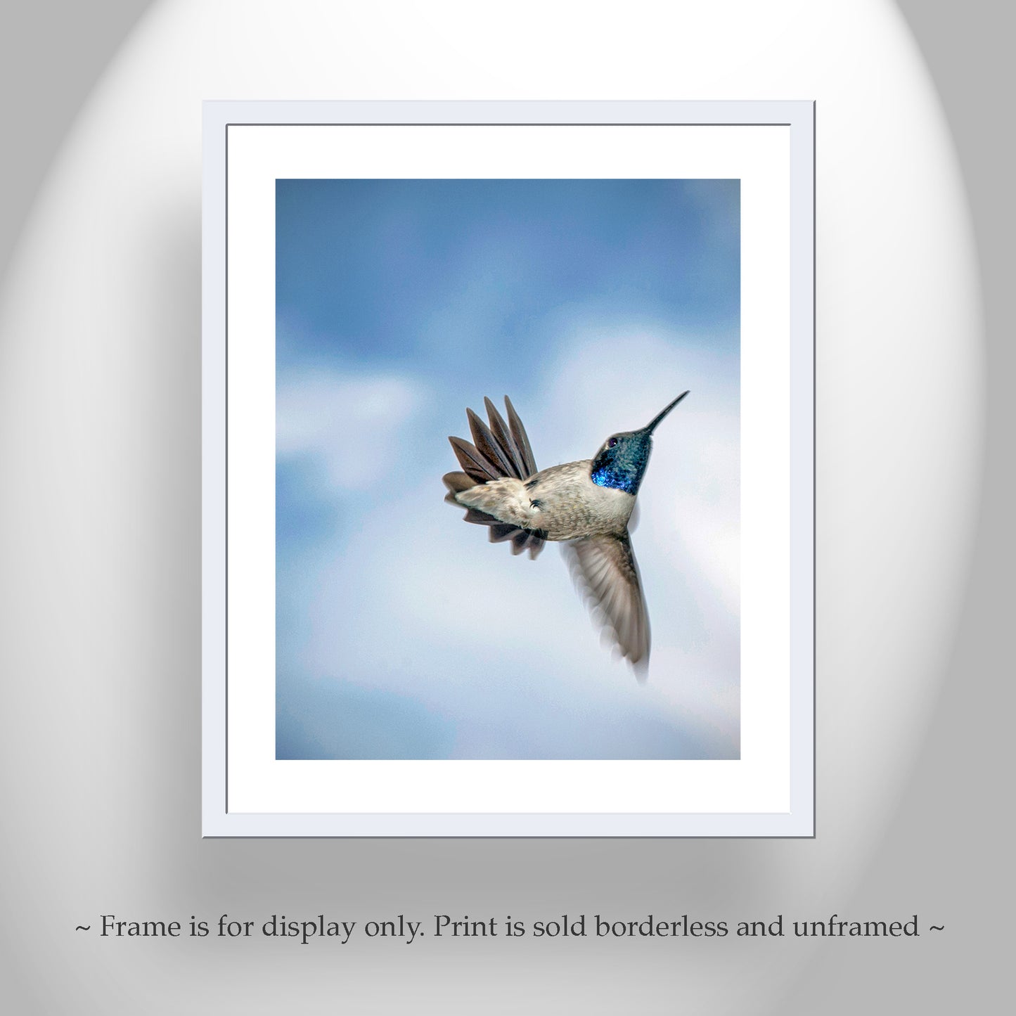 Hummingbird in Flight Photograph as Avian Bird Decor Gift