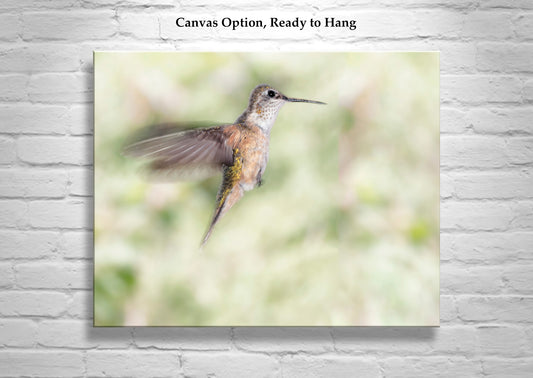 Flying Hummingbird Picture - Elegant Bird Wall Decor Print