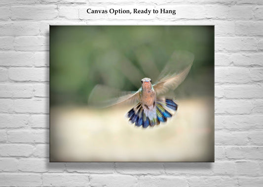 Flying Hummingbird Photography Art Print - Bird Wall Decor