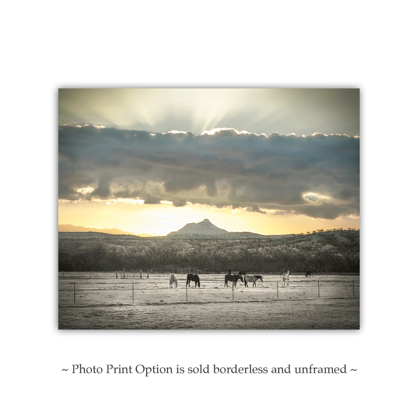 Horse Art Photography with Ranch Pasture and Western Sunrise Landscape | Tucson Arivaca Green Valley Amado Arizona
