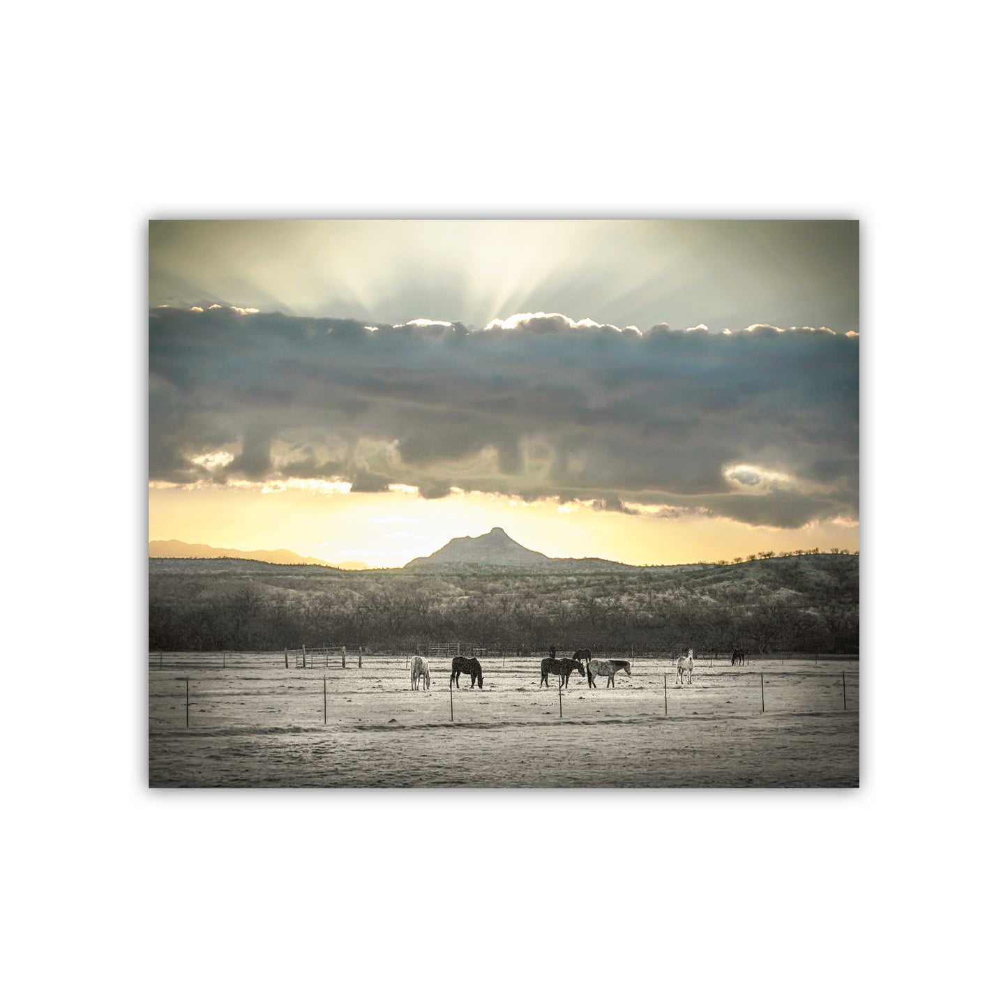 Horse Art Photography with Ranch Pasture and Western Sunrise Landscape | Tucson Arivaca Green Valley Amado Arizona