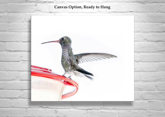 Minimalist Hummingbird in Flight Art - Arizona Bird Wall Decor