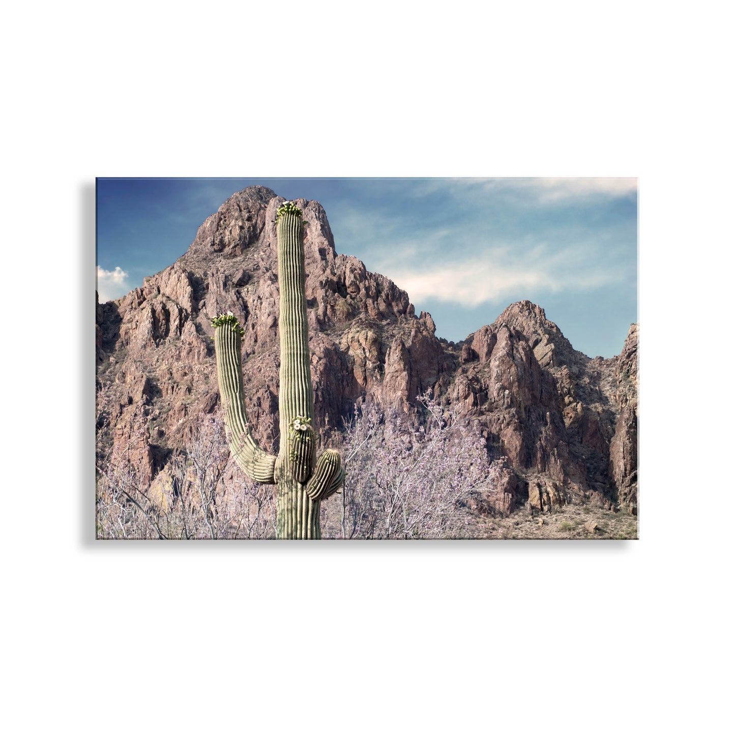 Tucson Arizona Desert Mountain Landscape Art Print with Ironwood Flowers