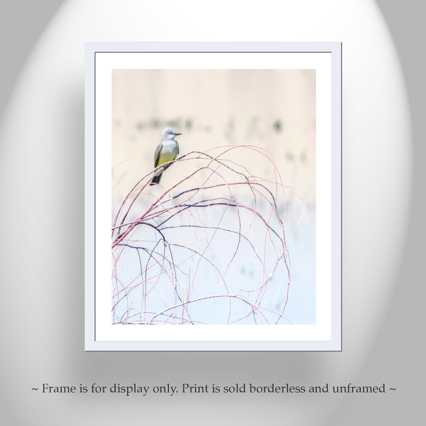 Kingbird Art Print as Minimalist Pastel Bird Photography
