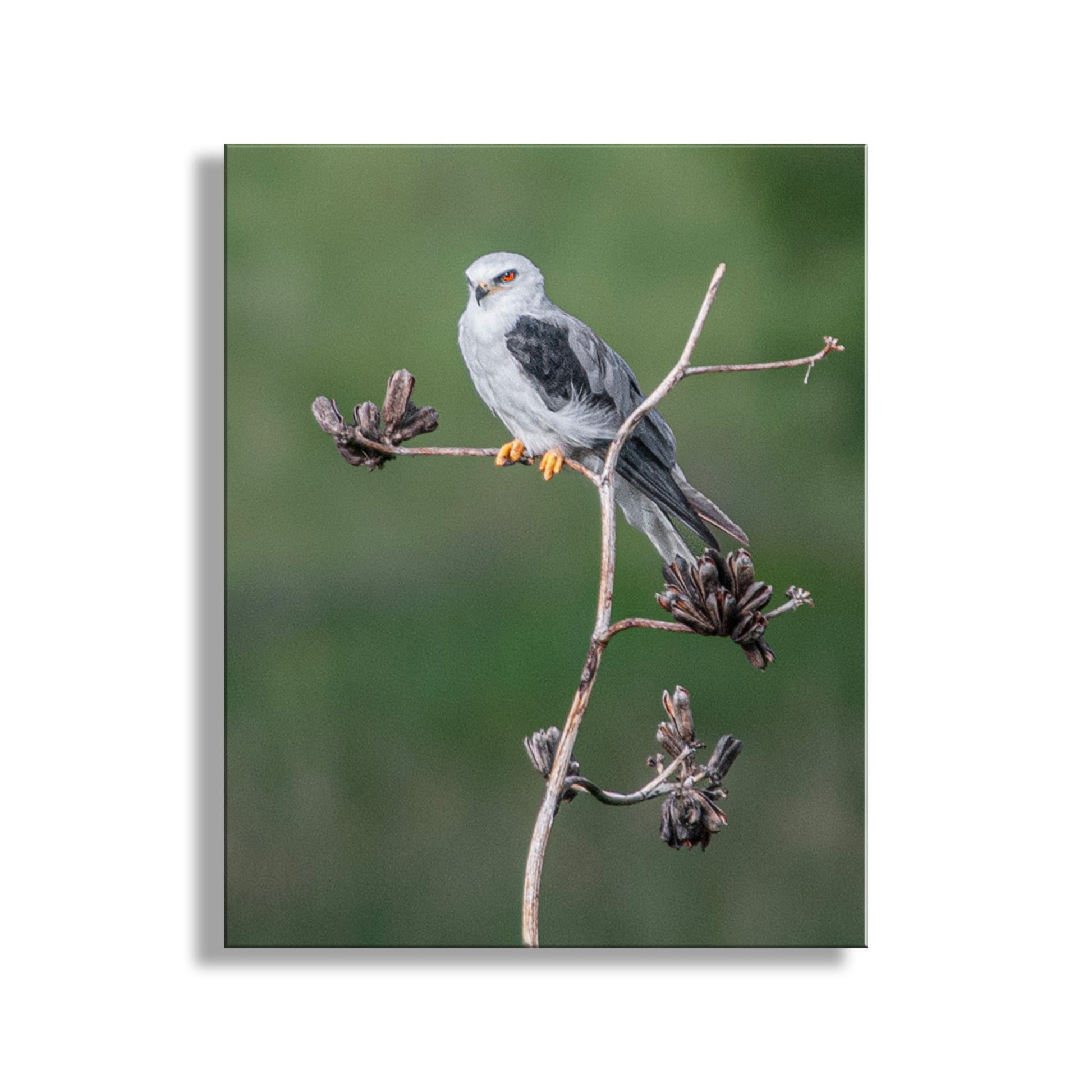 A white bird with a gray head and black wings is perched on a branch Kite Bird Minimalist Art with Agave - Arizona Bird Print