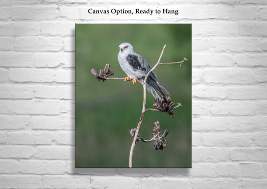 Kite Bird Minimalist Art with Agave - Arizona Bird Print