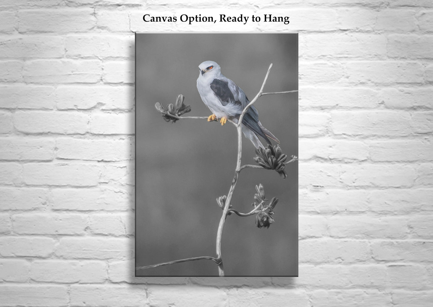 Kite Bird with Desert Agave Black and White Nature Art Print
