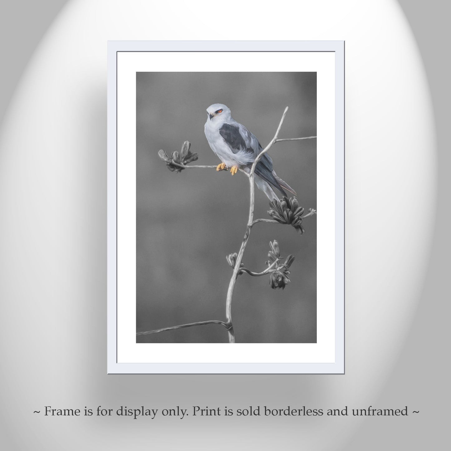 Kite Bird with Desert Agave Black and White Nature Art Print
