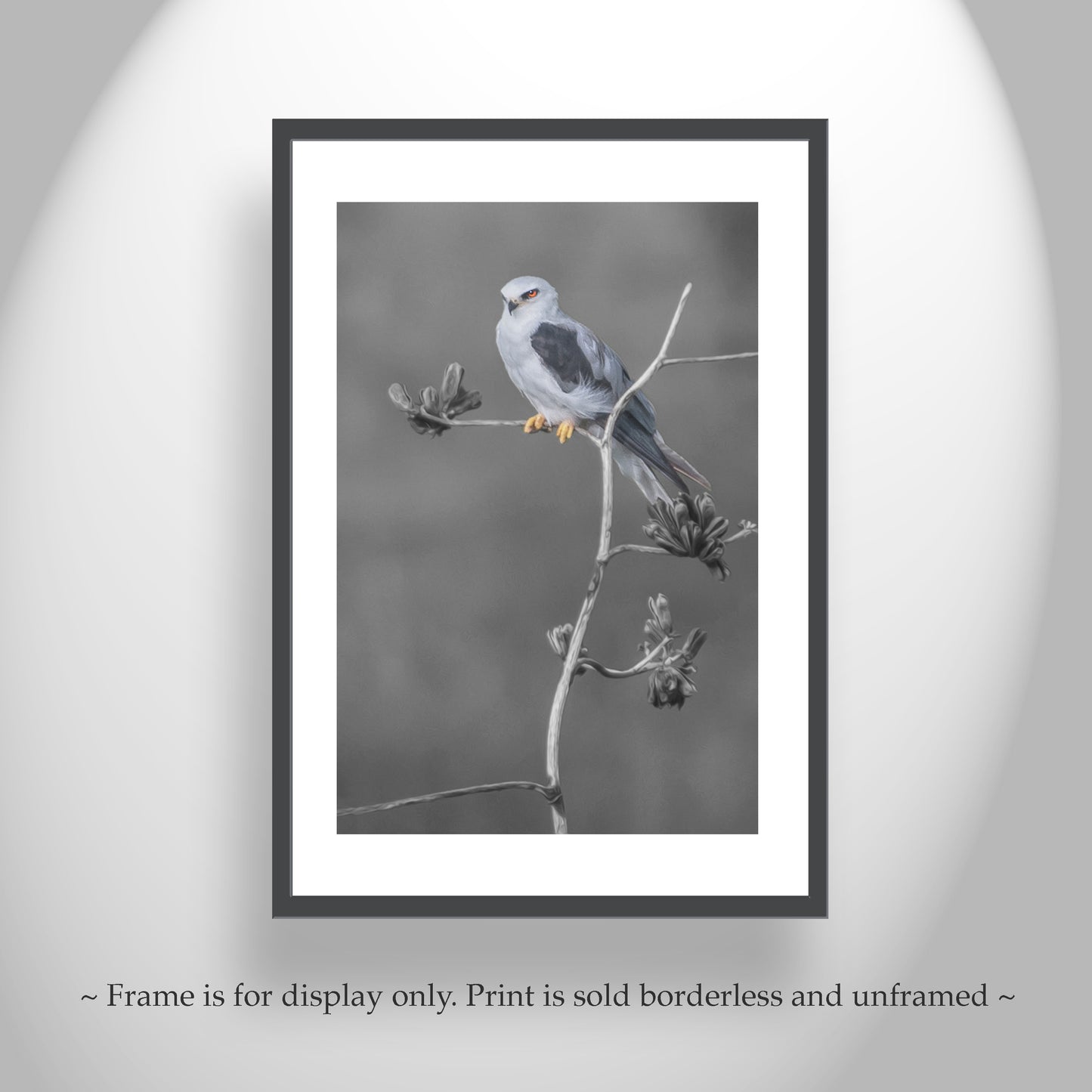 Kite Bird with Desert Agave Black and White Nature Art Print