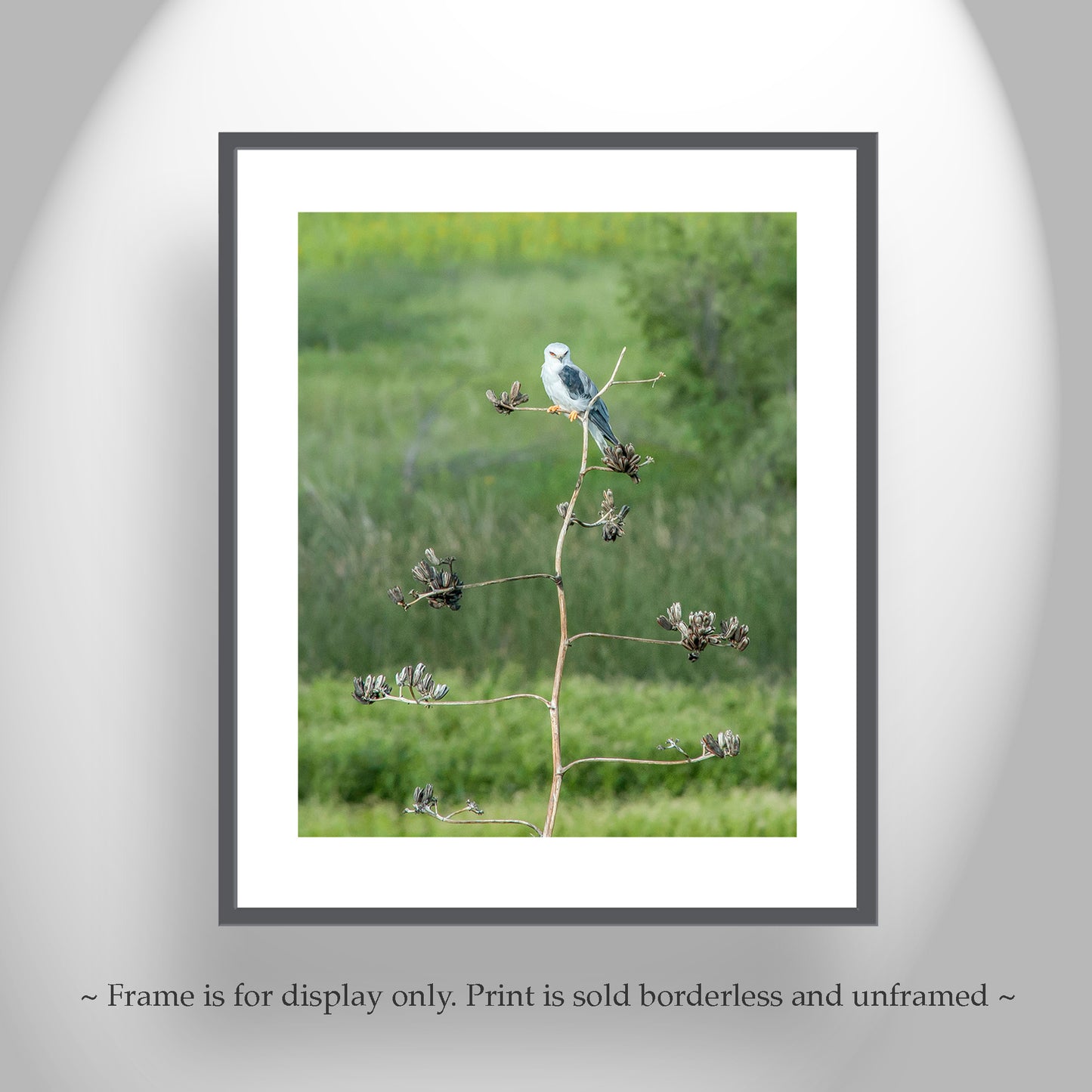Kite Bird Art Photography as Wildlife Nature Decor