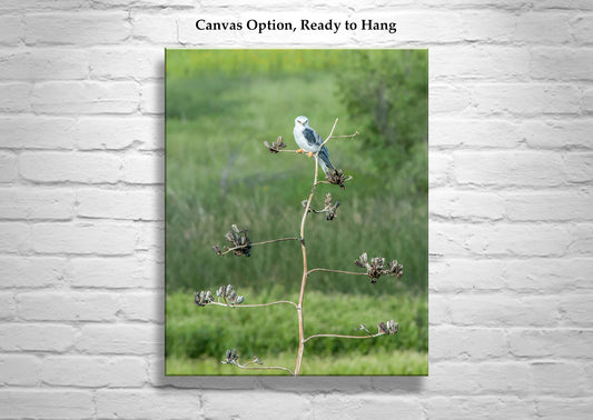 Kite Bird Art Photography - Arizona Wildlife Nature Wall Decor Print