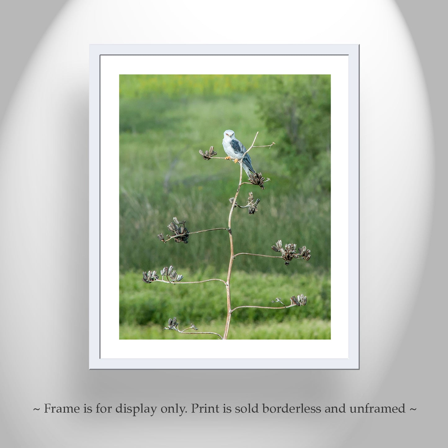 Kite Bird Art Photography as Wildlife Nature Decor