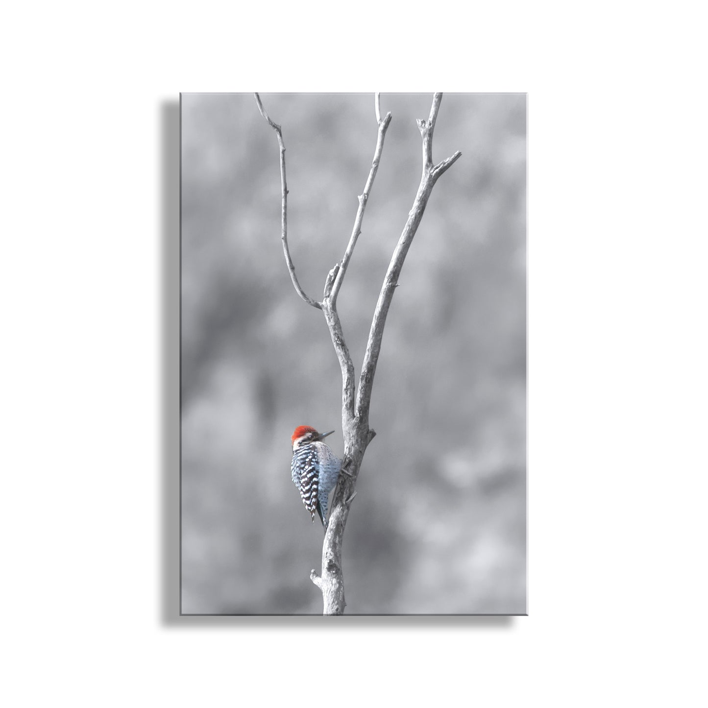 Bird in Winter Print with Ladderback Woodpecker | Minimalist Wall Art