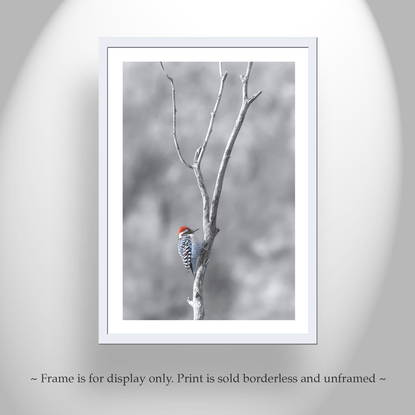 Bird in Winter Print with Ladderback Woodpecker | Minimalist Wall Art