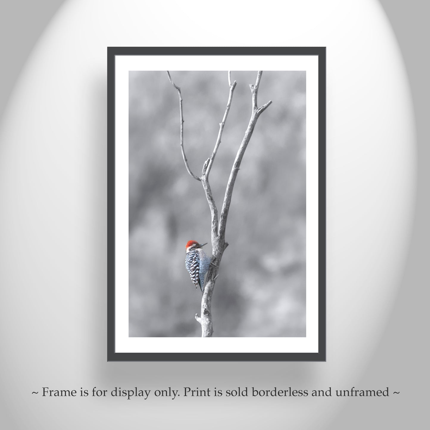 Bird in Winter Print with Ladderback Woodpecker | Minimalist Wall Art