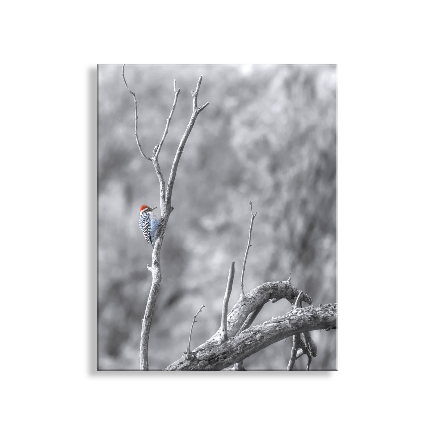 Ladderback Woodpecker Bird Artwork in Winter | Arizona Wildlife Art
